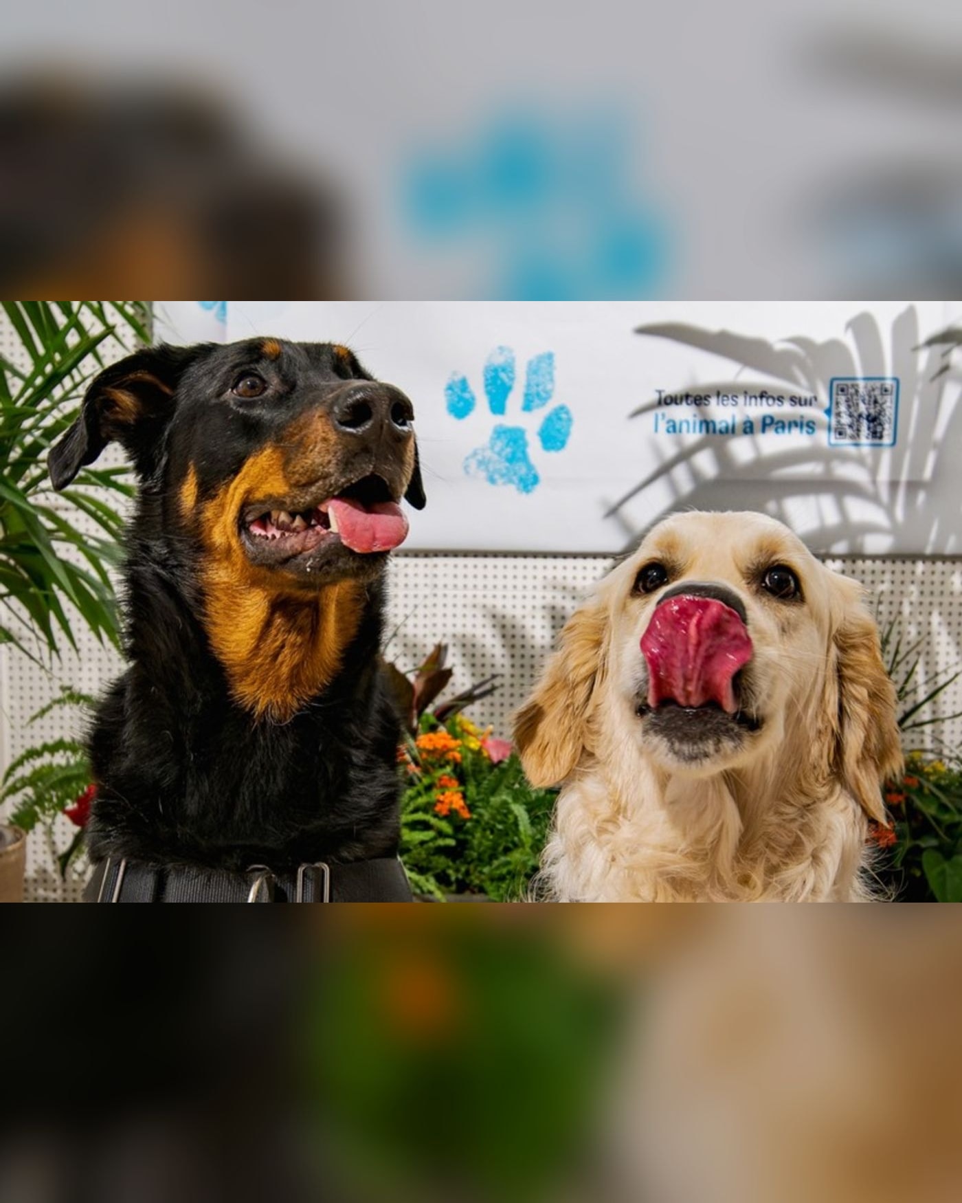 La Maison de l'animal : toute la programmation