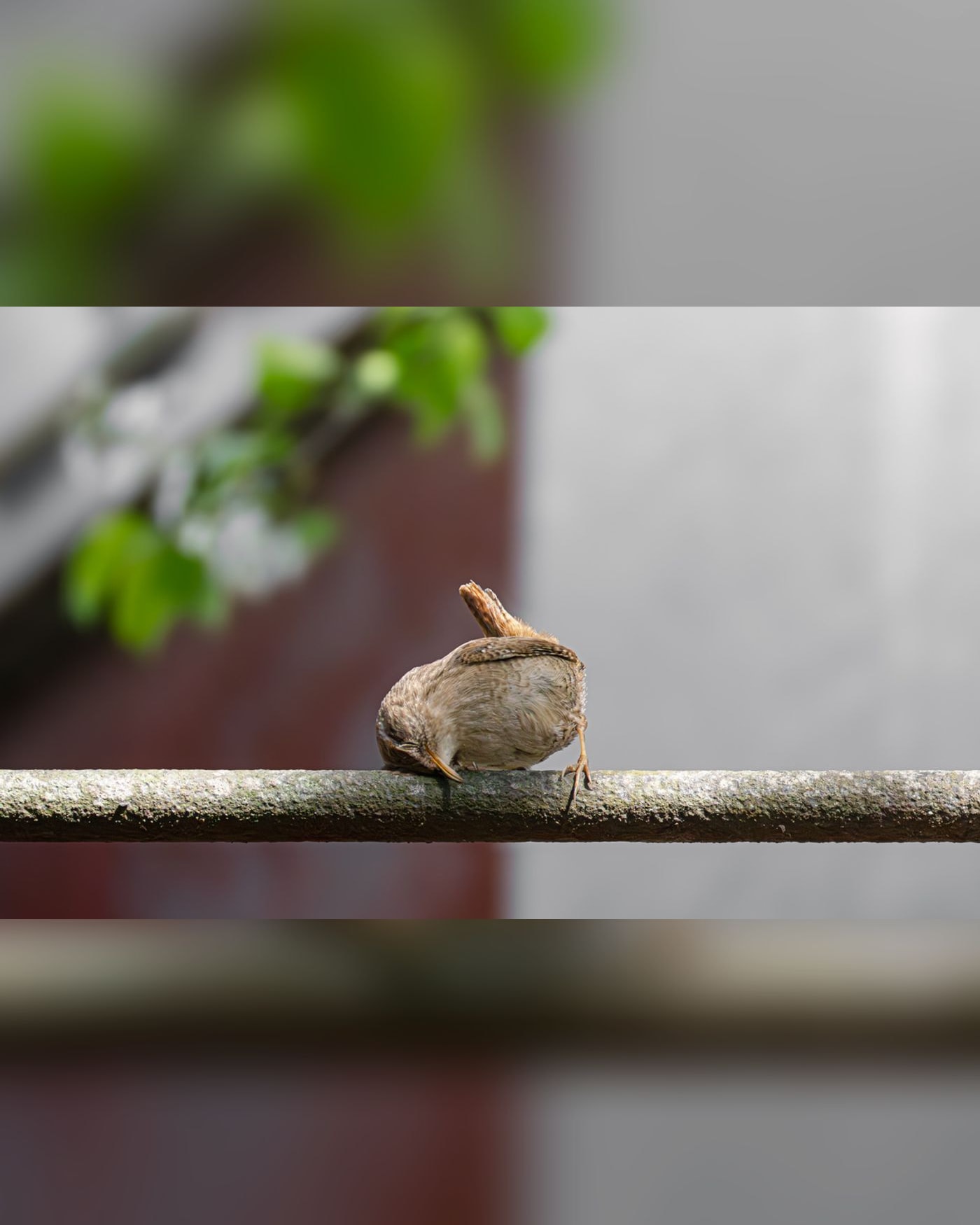 Paris 20e Nature : Le Peuple Invisible du 20e