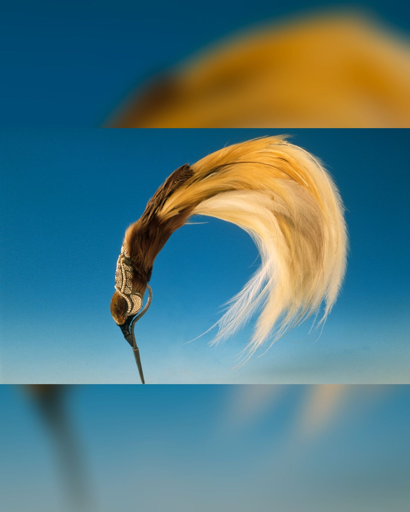 Plumes du paradis. Voyages d'un oiseau extraordinaire de Nouvelle-Guinée