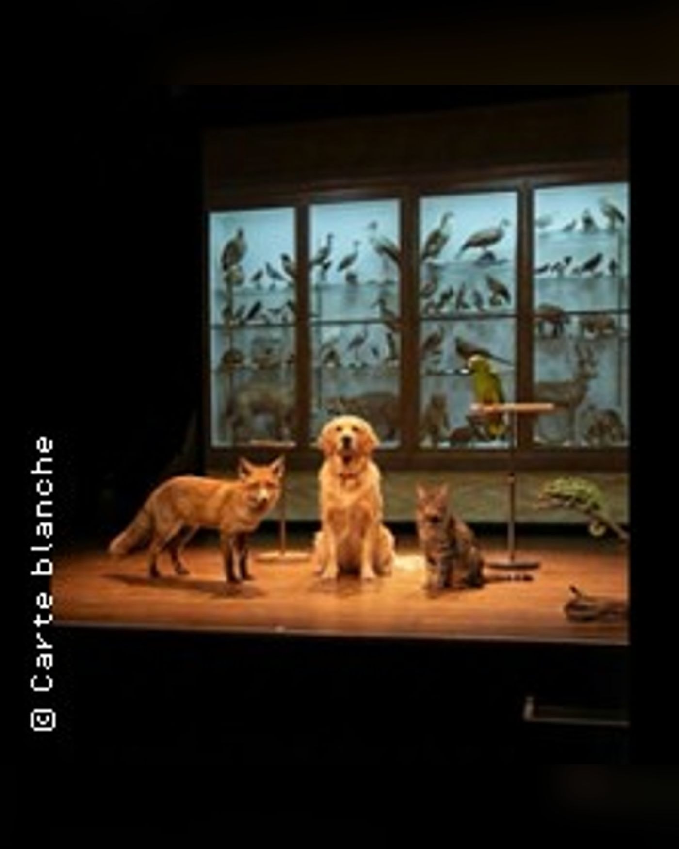 The Animal Room