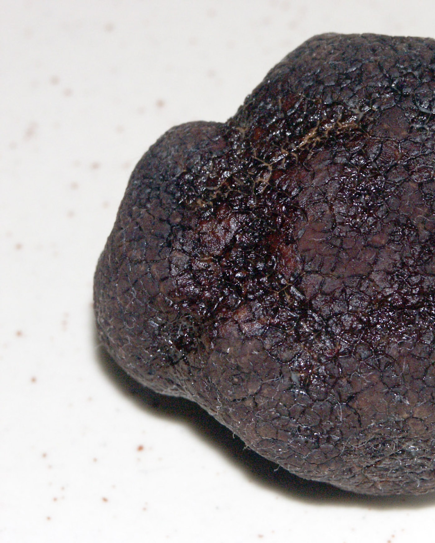 Black Truffle