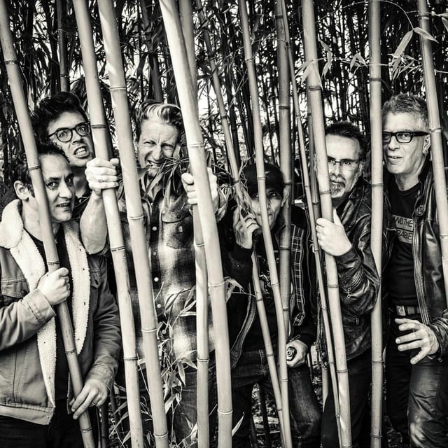 Washington Dead Cats