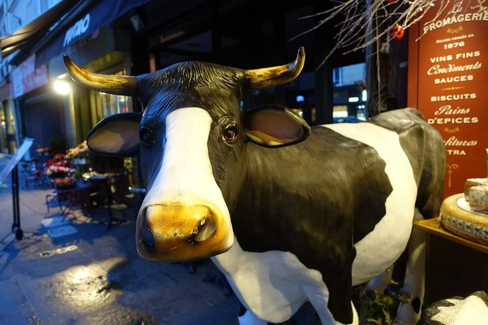 Cow Work 14