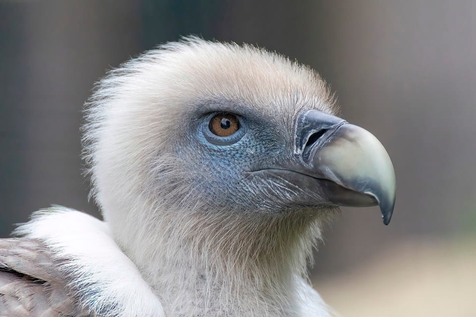 Griffon