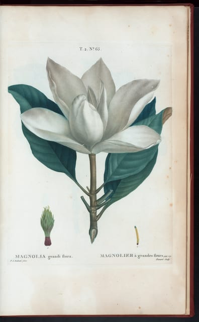 Le Nouveau Magnolia
