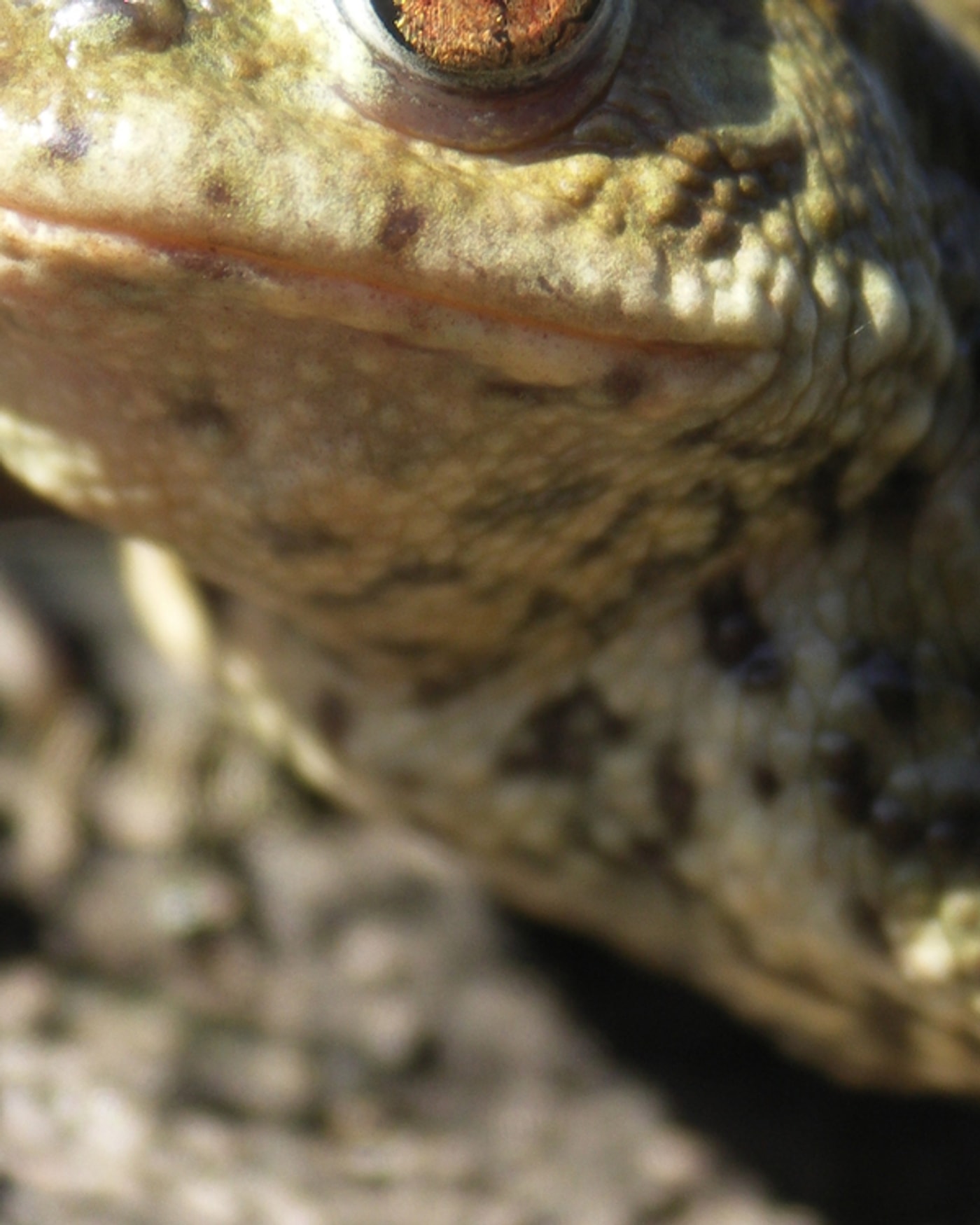 Imagen de la actividad Les amphibiens de Paris, Maison Paris Nature