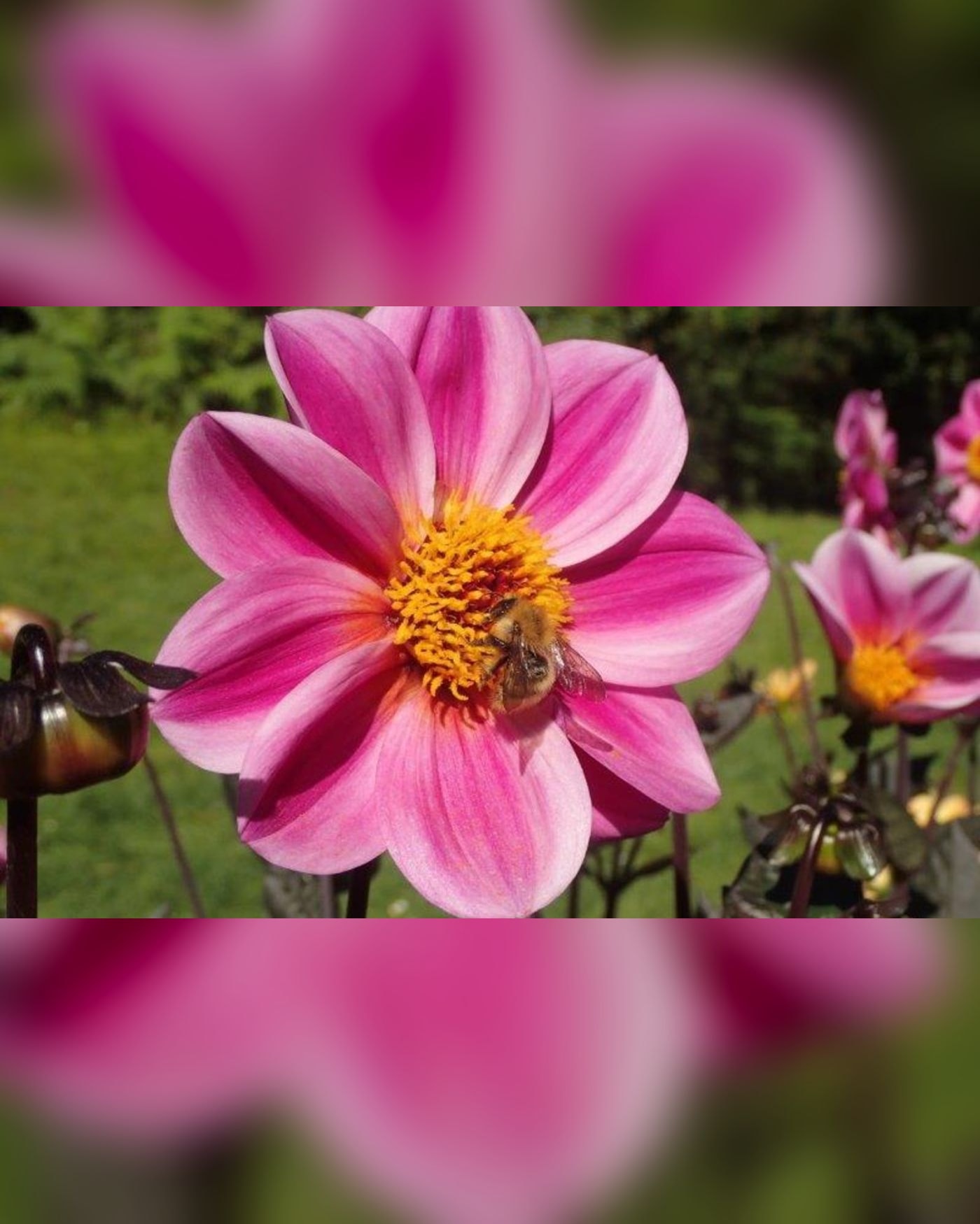 Imagen de la actividad Visite du parc Floral de Paris - Les Dahlias, devant l’entrée du Parc Floral côté esplanade du Château